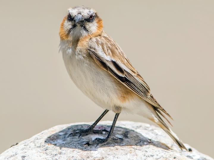 Rufous-necked Snowfinch