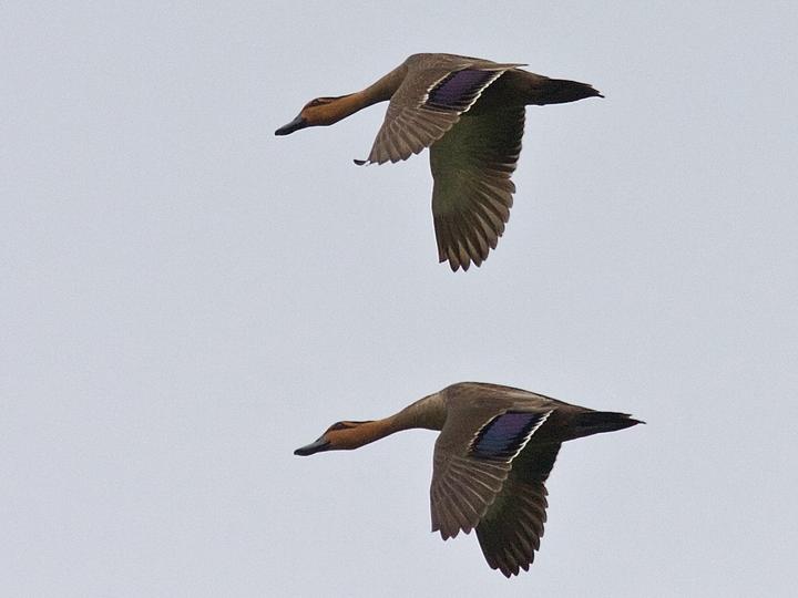 Philippine Duck