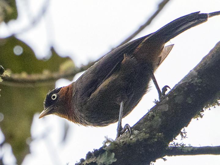 Red-collared Babbler