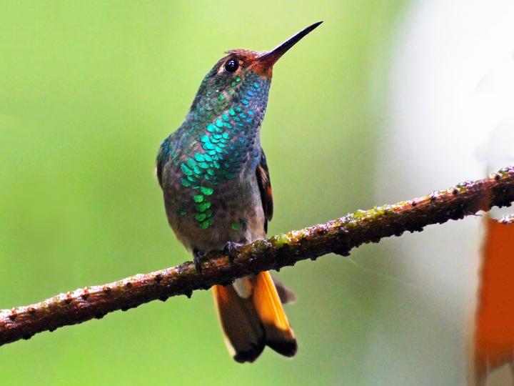 Pirre Hummingbird
