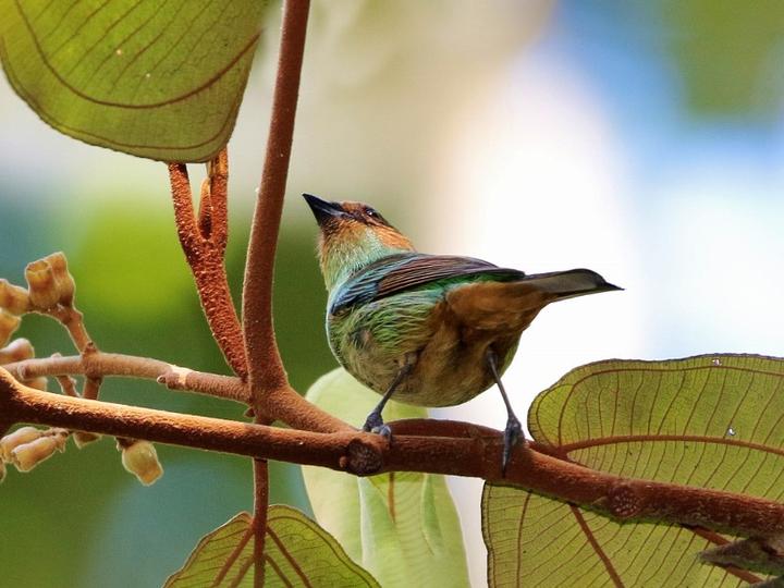Rufous-cheeked Tanager
