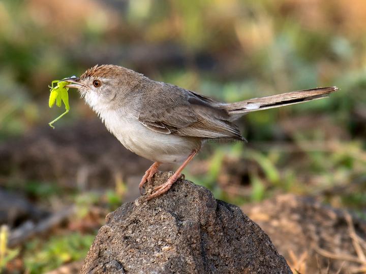 Rufous-fronted Prinia