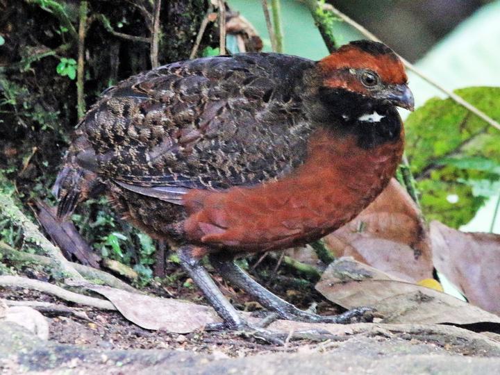 Rufous-fronted Wood Quail