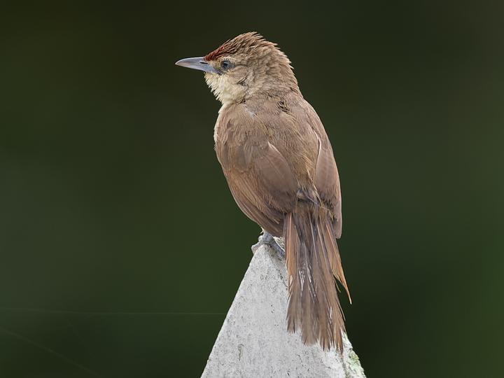 Rufous-fronted Thornbird