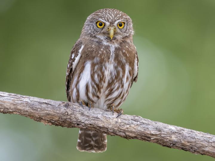 Ferruginous Pygmy Owl