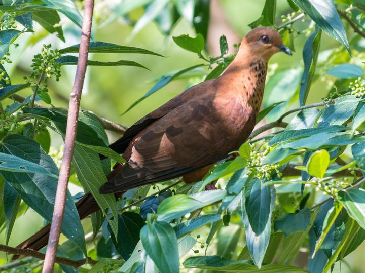 Spot-breasted Cuckoo-Dove