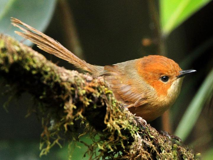 Orange-crowned Fairywren