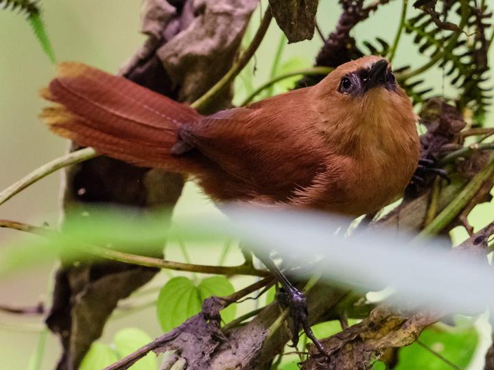 Rufous Wren