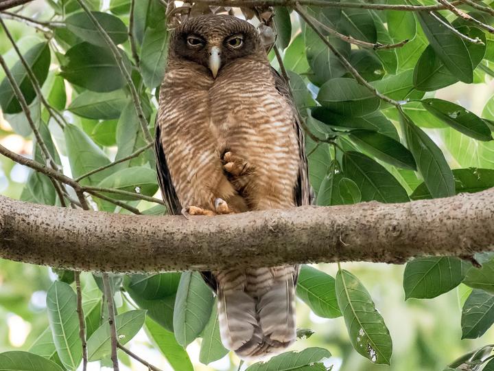 Rufous Owl