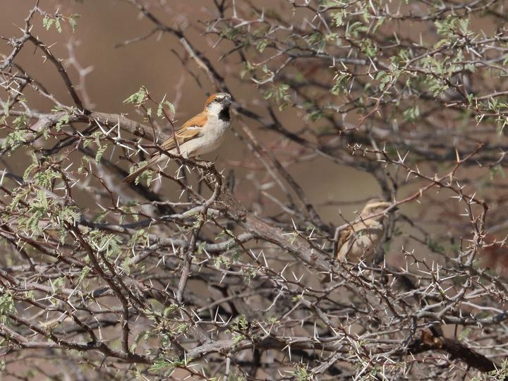 Great Sparrow