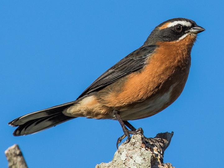 Black-and-rufous Warbling Finch