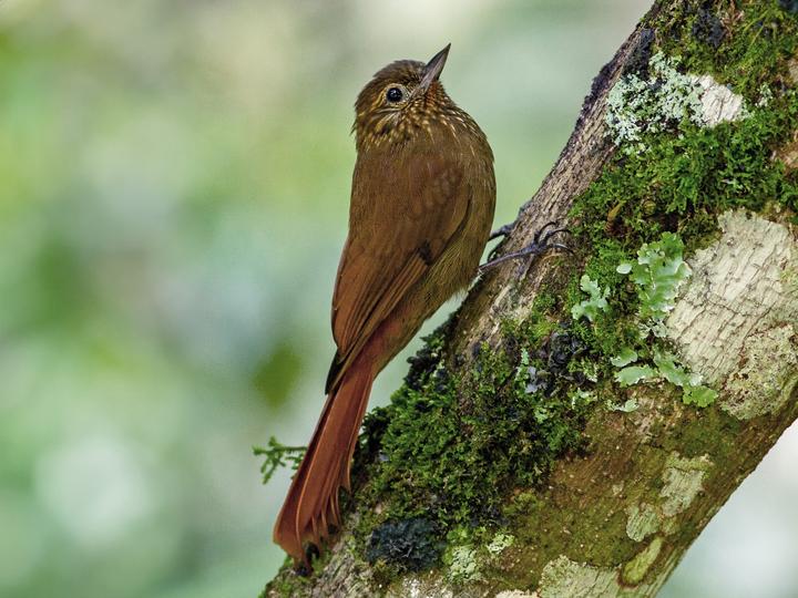 Wedge-billed Woodcreeper