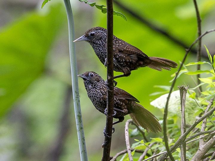 Cachar Wedge-billed Babbler