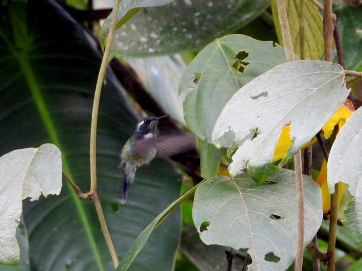 Geoffroy's Daggerbill