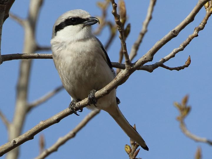 Chinese Grey Shrike