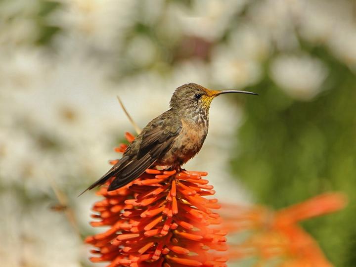 Wedge-tailed Hillstar