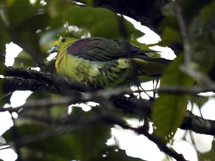 Wedge-tailed Green Pigeon