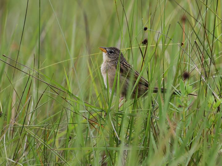 Wedge-tailed Grass Finch