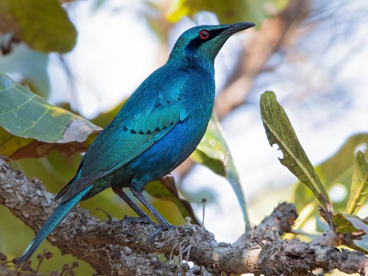 Sharp-tailed Starling