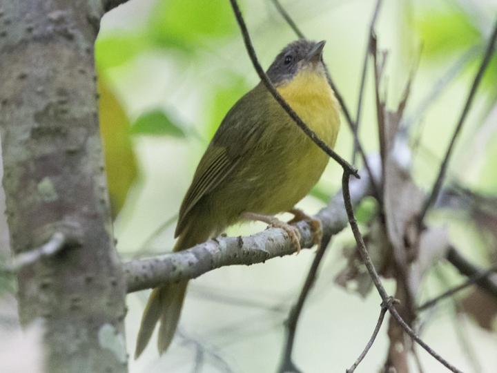 Wedge-tailed Jery