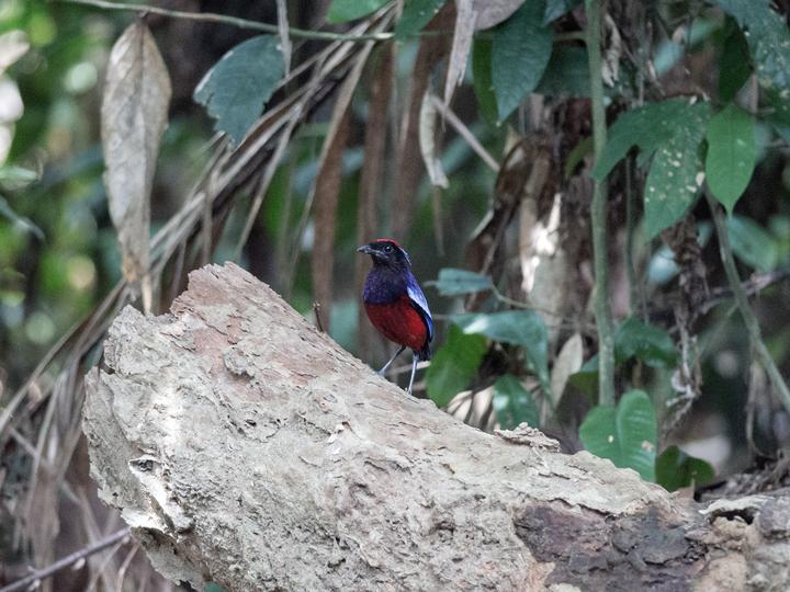 Garnet Pitta