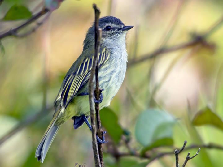 Mistletoe Tyrannulet