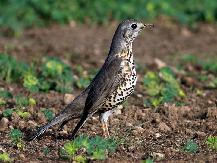 Mistle Thrush