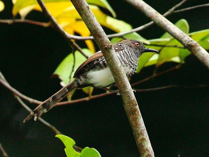 Banded Prinia