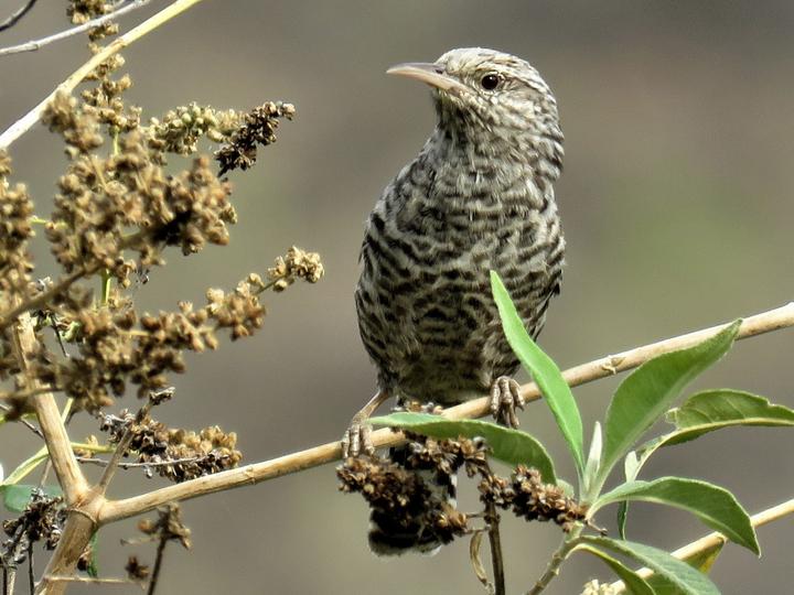 Fasciated Wren