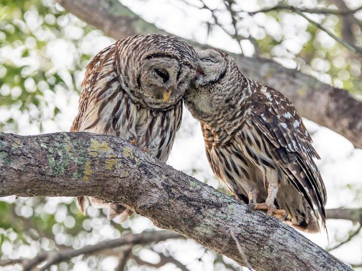 Barred Owl