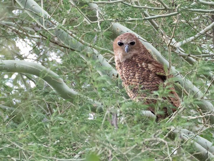 Pel's Fishing Owl