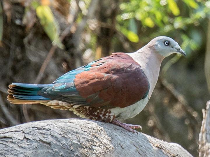 Zoe's Imperial Pigeon