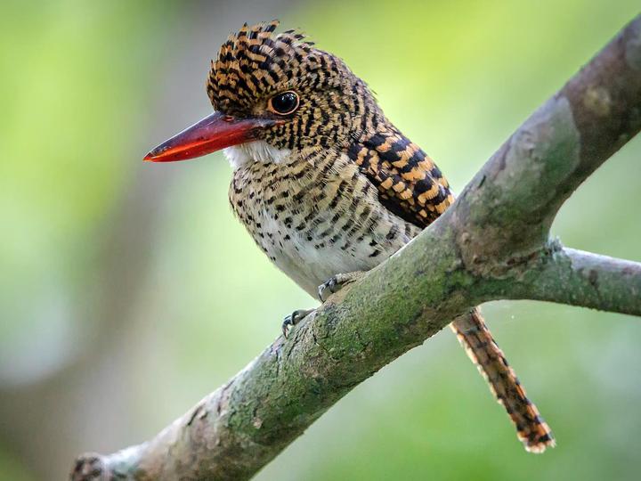 Banded Kingfisher