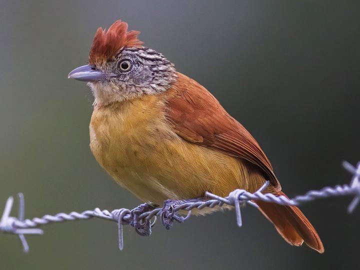 Barred Antshrike