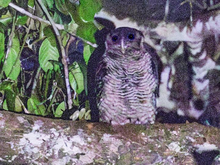 Shelley's Eagle-Owl