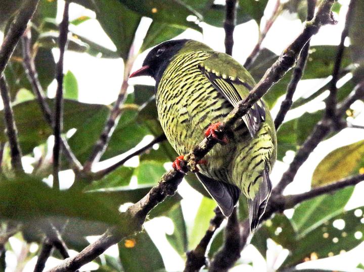 Barred Fruiteater
