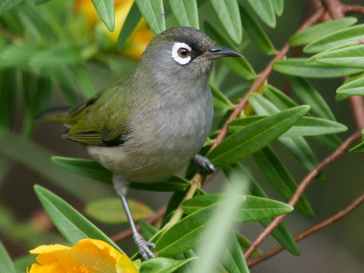 Reunion Olive White-eye