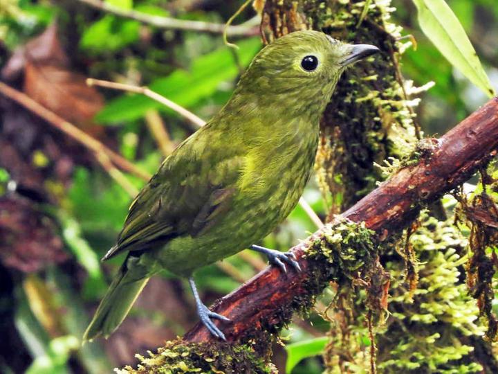Olivaceous Piha