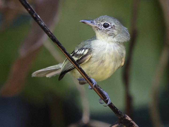 Olive-green Tyrannulet