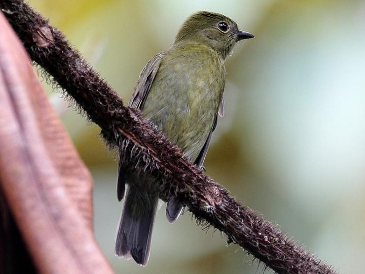 Olive Manakin