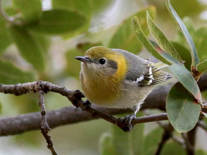 Olive Warbler