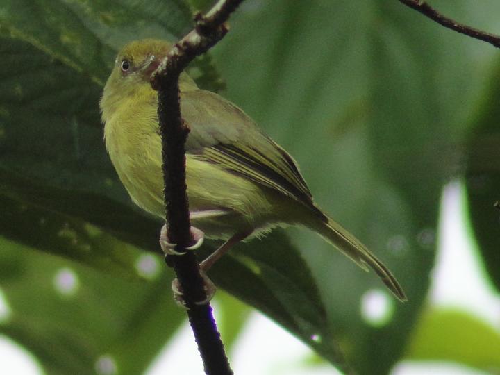 Olivaceous Greenlet