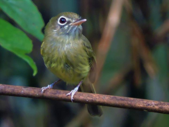 Eye-ringed Tody-Tyrant