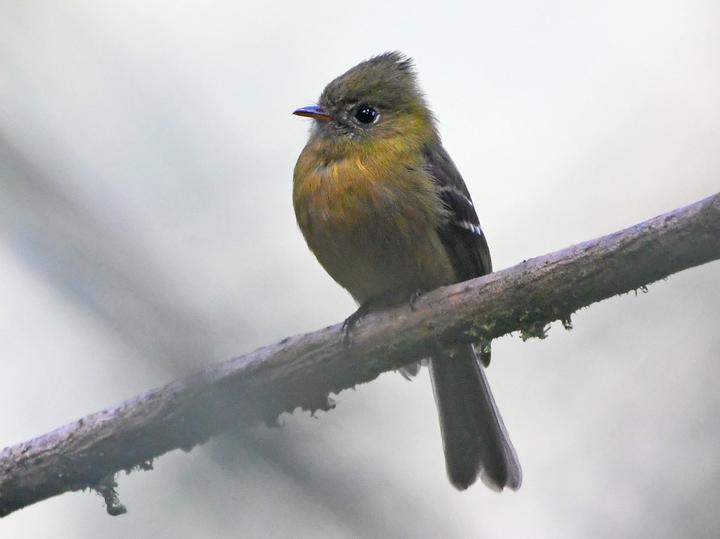 Olive Tufted Flycatcher