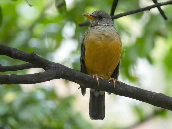 Olive Thrush