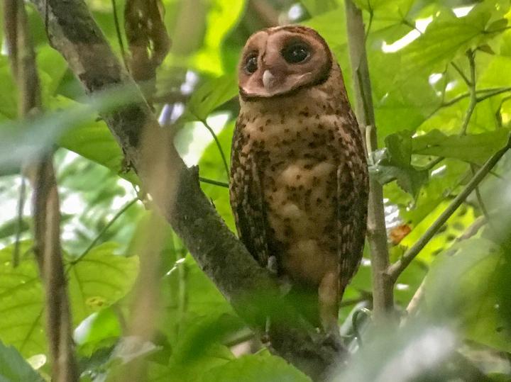 Golden Masked Owl