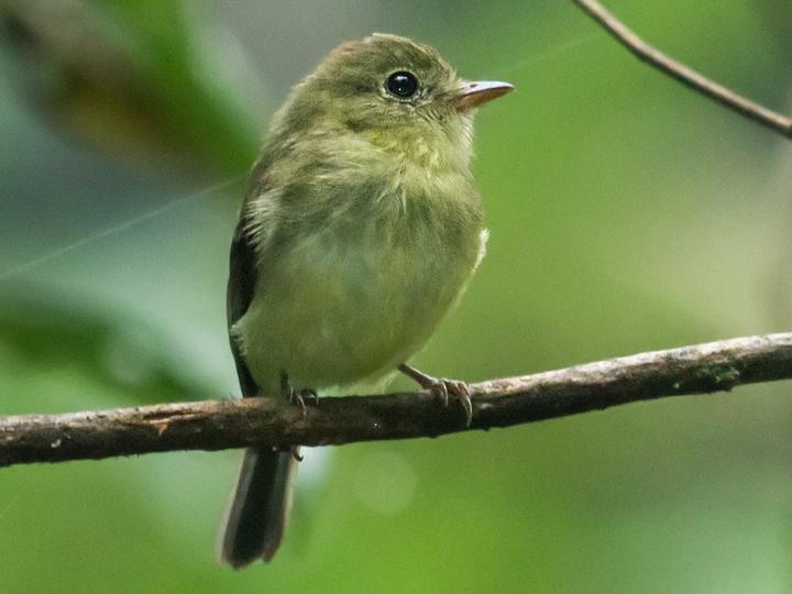 Orange-crested Flycatcher