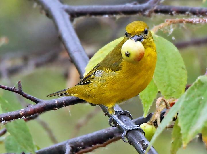 Orange-crowned Euphonia