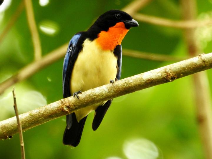 Orange-throated Tanager