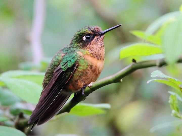 Orange-throated Sunangel